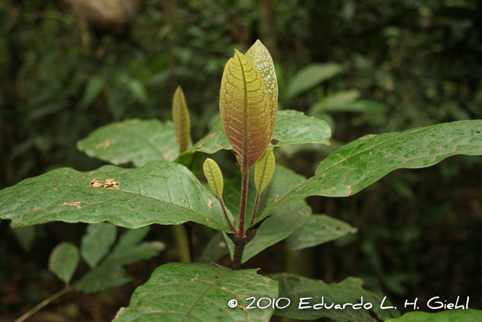 Myrcia anacardiifolia