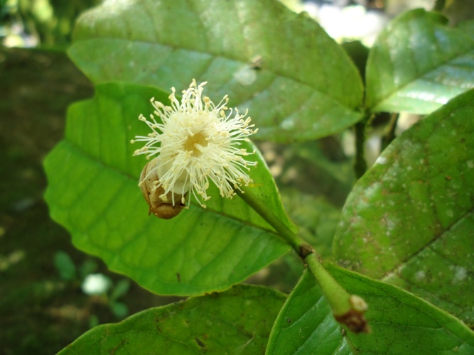 Myrcia anacardiifolia