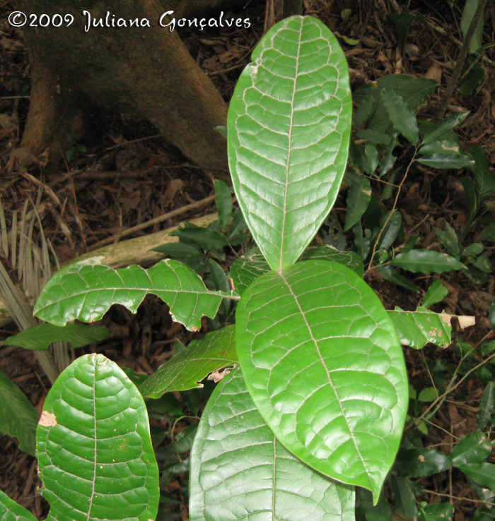 Myrcia anacardiifolia