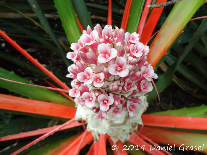 Bromelia balansae