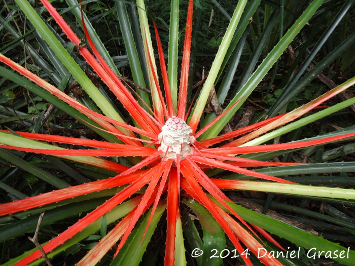 Bromelia balansae