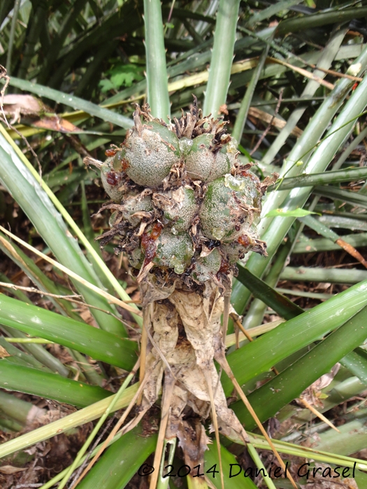 Bromelia balansae