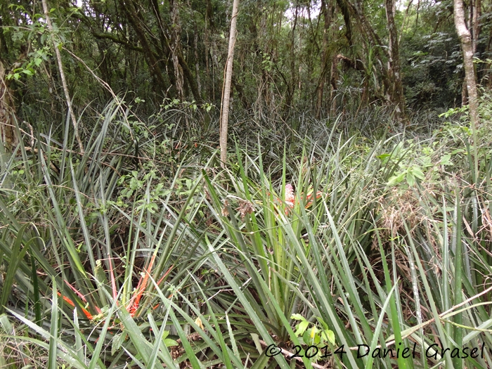 Bromelia balansae