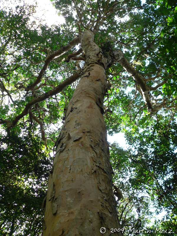 Myrcianthes gigantea