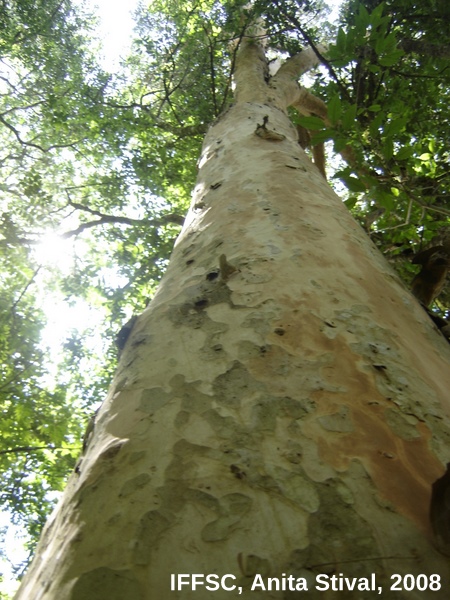 Myrcianthes gigantea