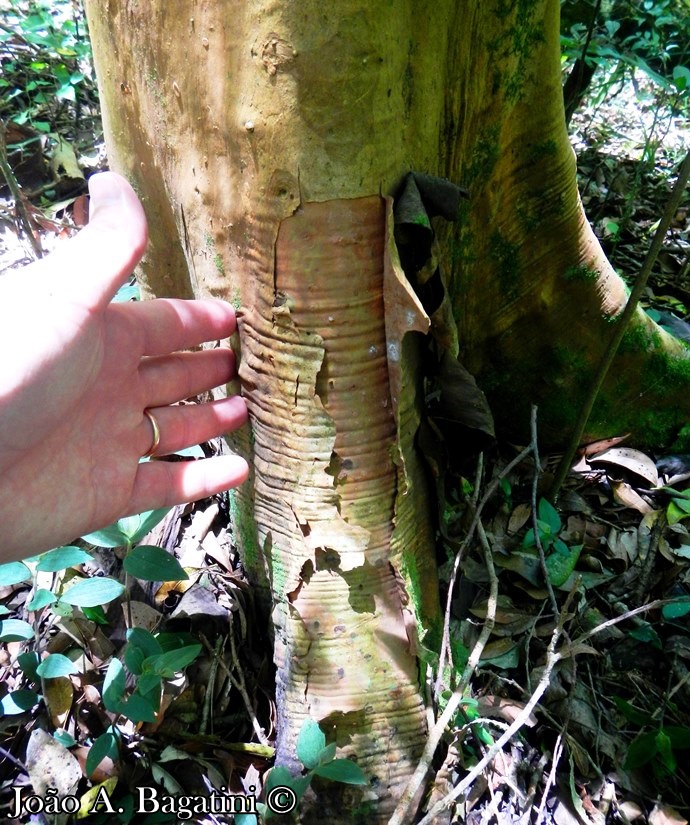 Myrcianthes gigantea