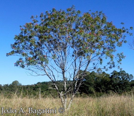 Schinus terebinthifolius