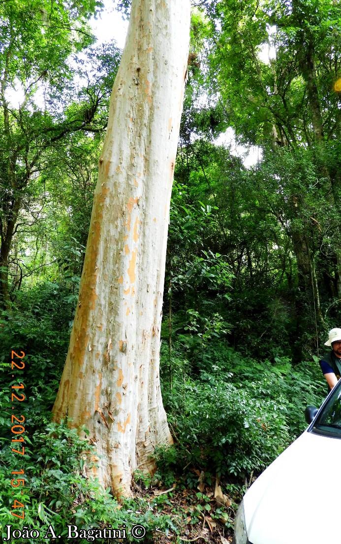 Myrcianthes gigantea