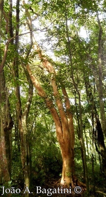 Myrcianthes gigantea