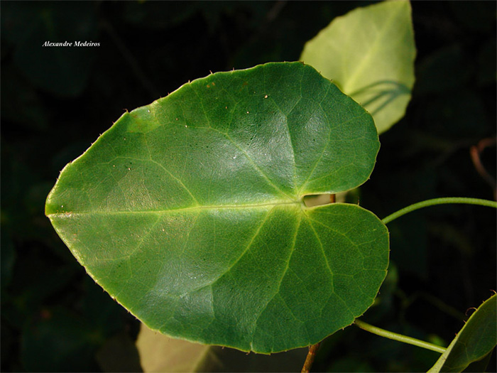 Stigmaphyllon ciliatum