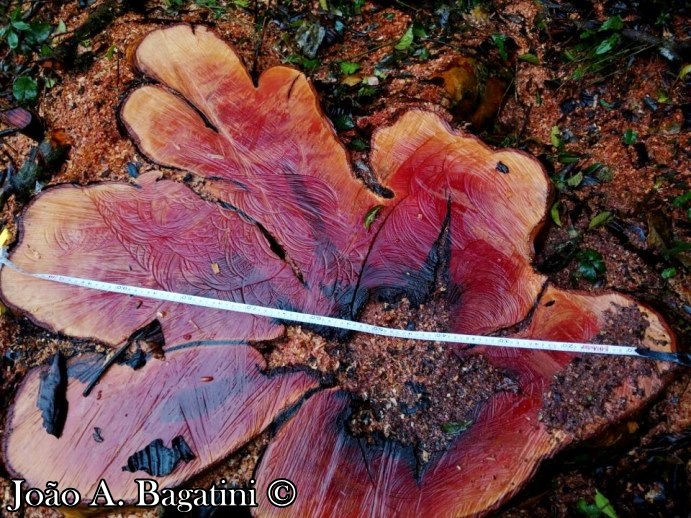 Myrcianthes gigantea