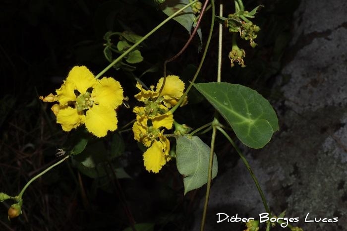 Stigmaphyllon ciliatum