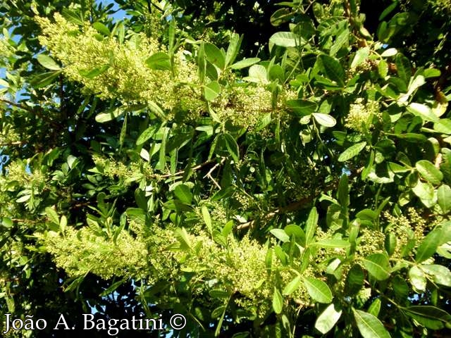 Schinus terebinthifolius