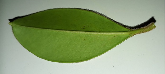 Myrcianthes gigantea