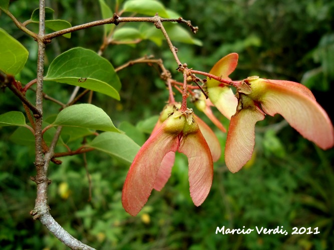 Heteropterys syringifolia