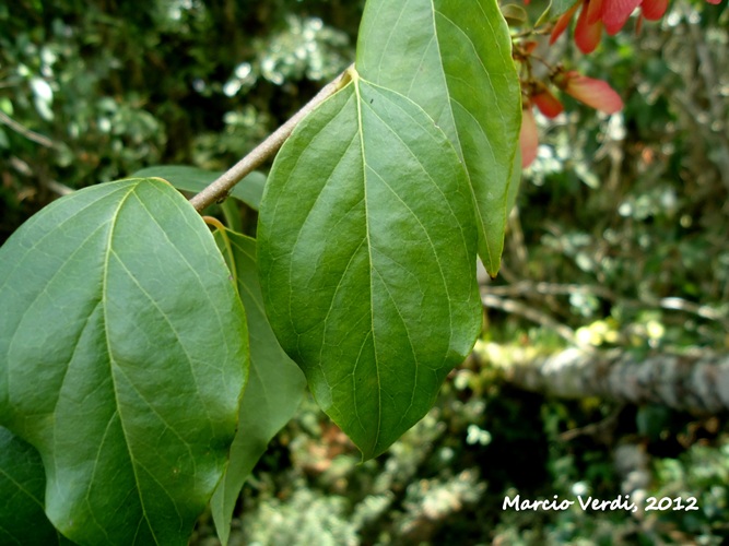 Heteropterys syringifolia