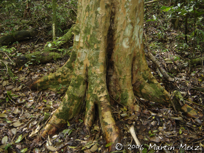 Myrcianthes gigantea