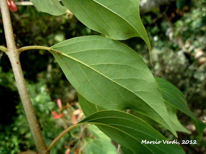 Heteropterys syringifolia