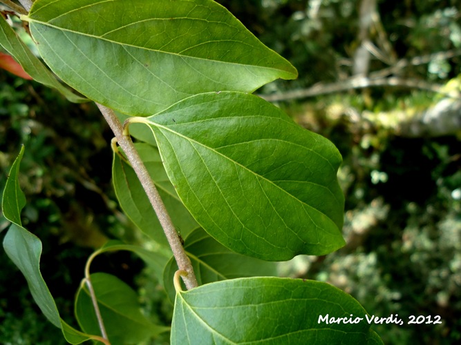 Heteropterys syringifolia