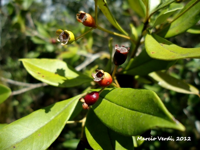 Myrcianthes gigantea