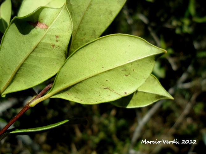 Myrcianthes gigantea