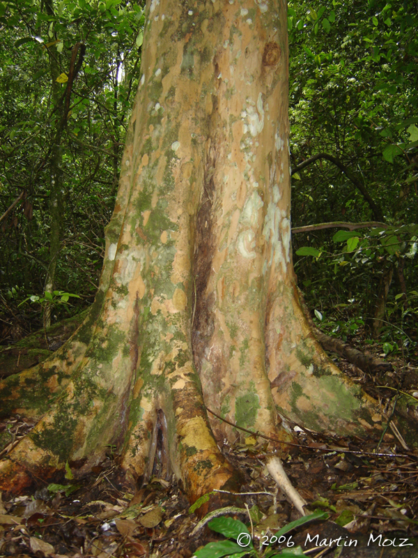 Myrcianthes gigantea