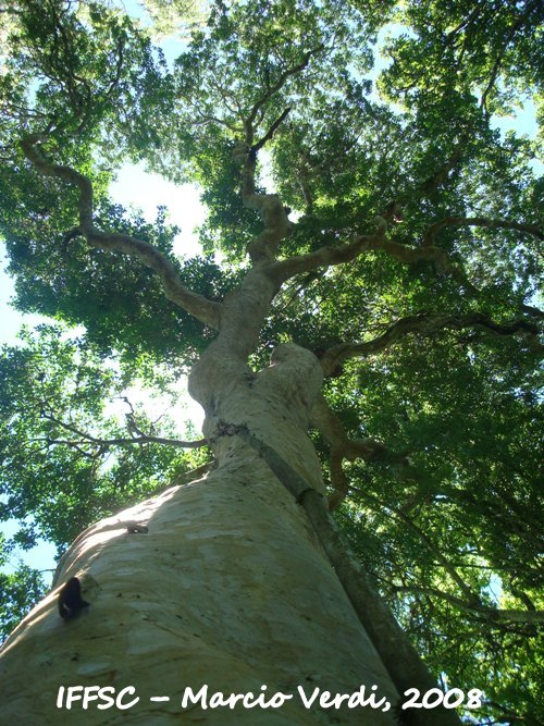 Myrcianthes gigantea