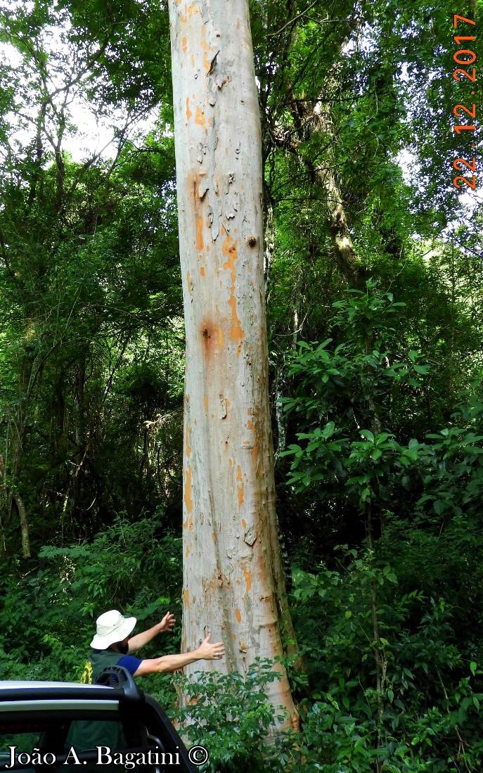 Myrcianthes gigantea