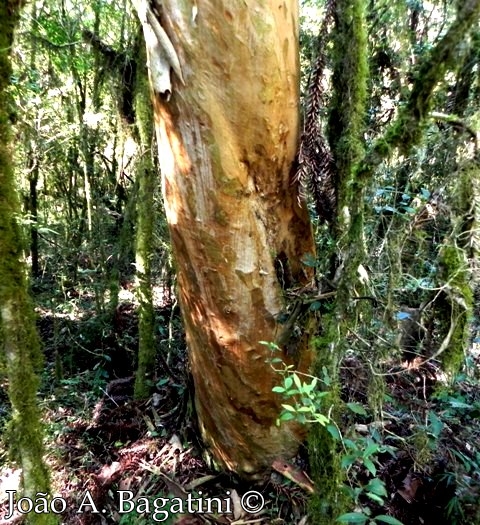 Myrcianthes gigantea