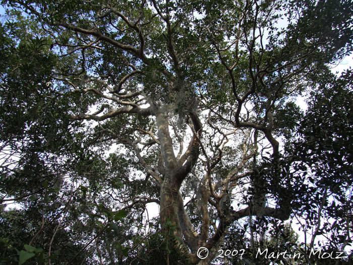 Myrcianthes gigantea