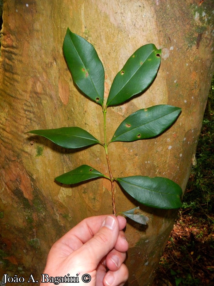 Myrcianthes gigantea