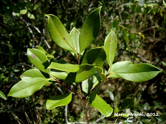 Myrcianthes gigantea