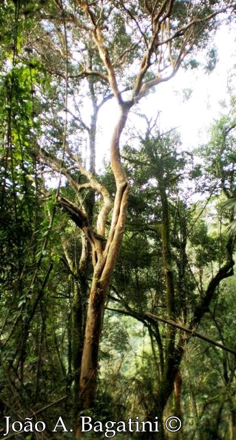 Myrcianthes gigantea