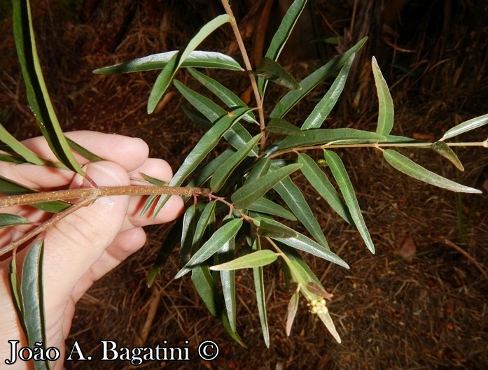 Heteropterys glabra