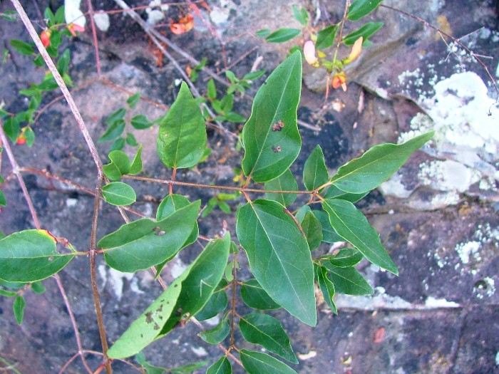 Heteropterys glabra