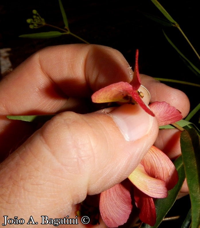 Heteropterys glabra