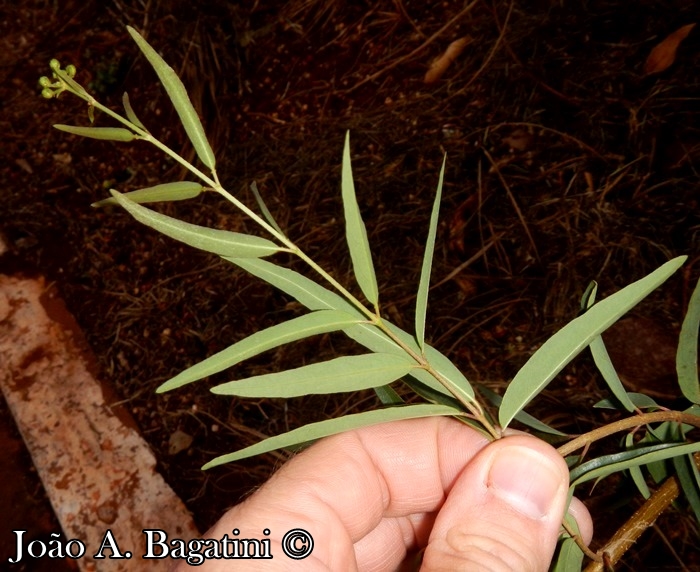 Heteropterys glabra