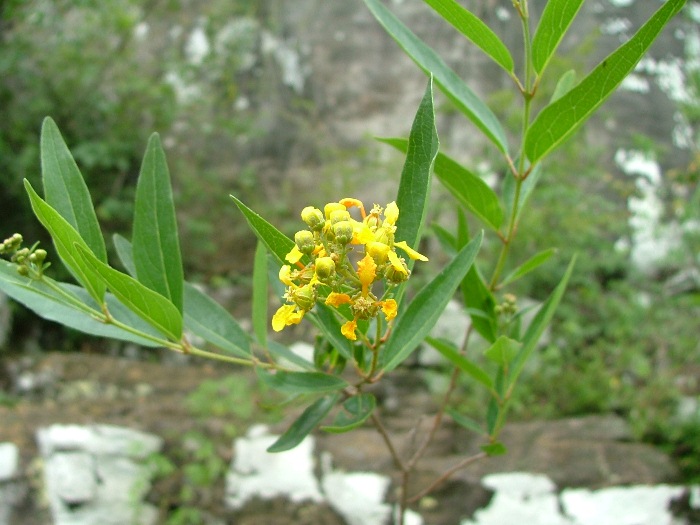 Heteropterys glabra