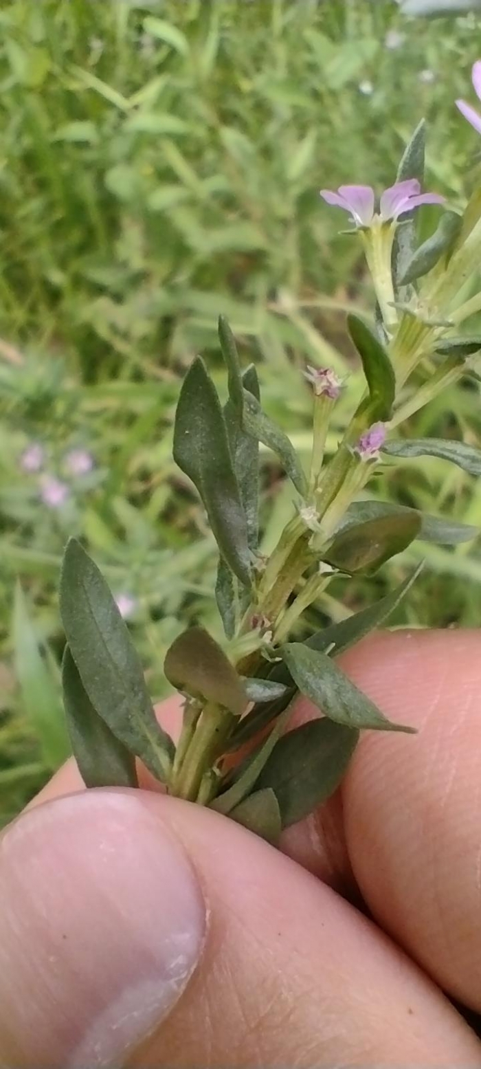 Lythrum hyssopifolia