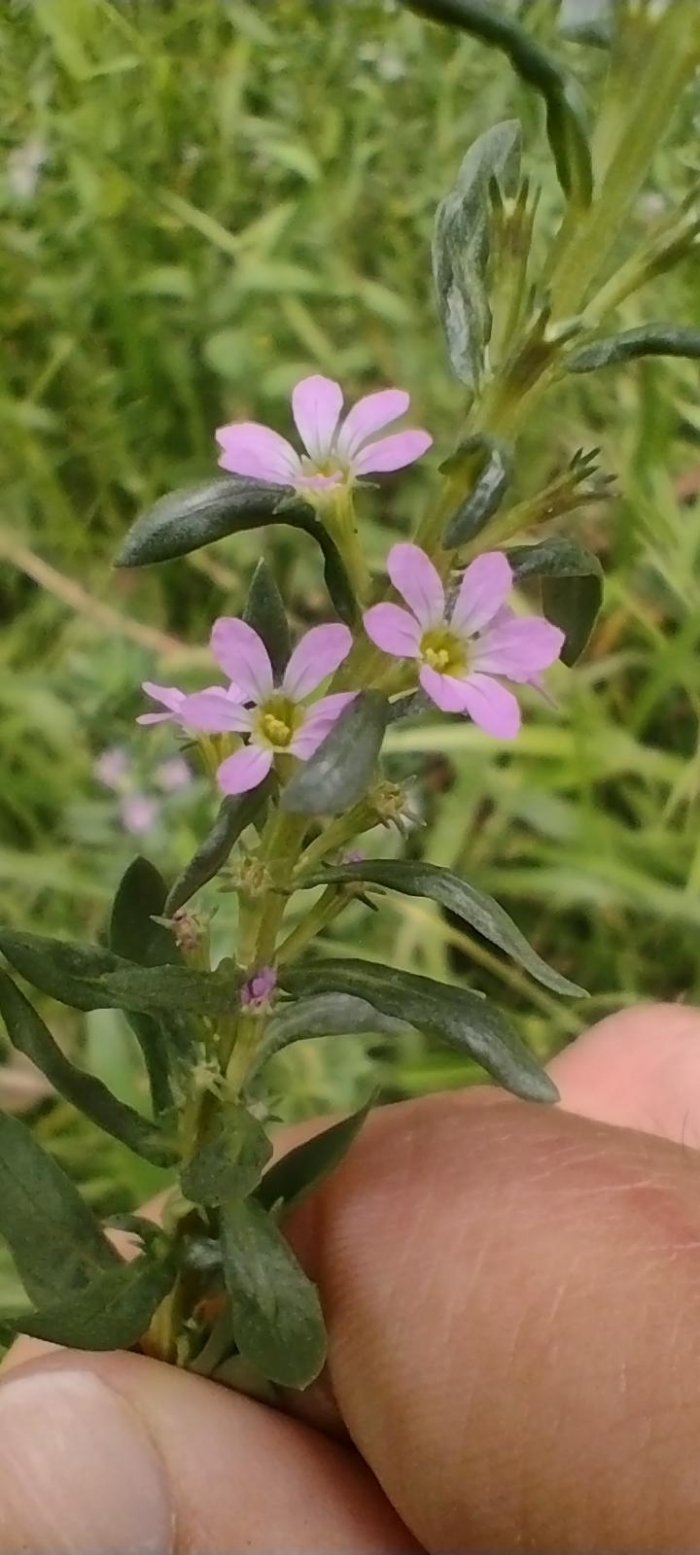 Lythrum hyssopifolia