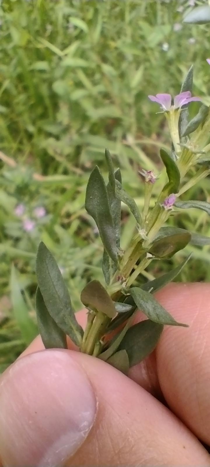 Lythrum hyssopifolia