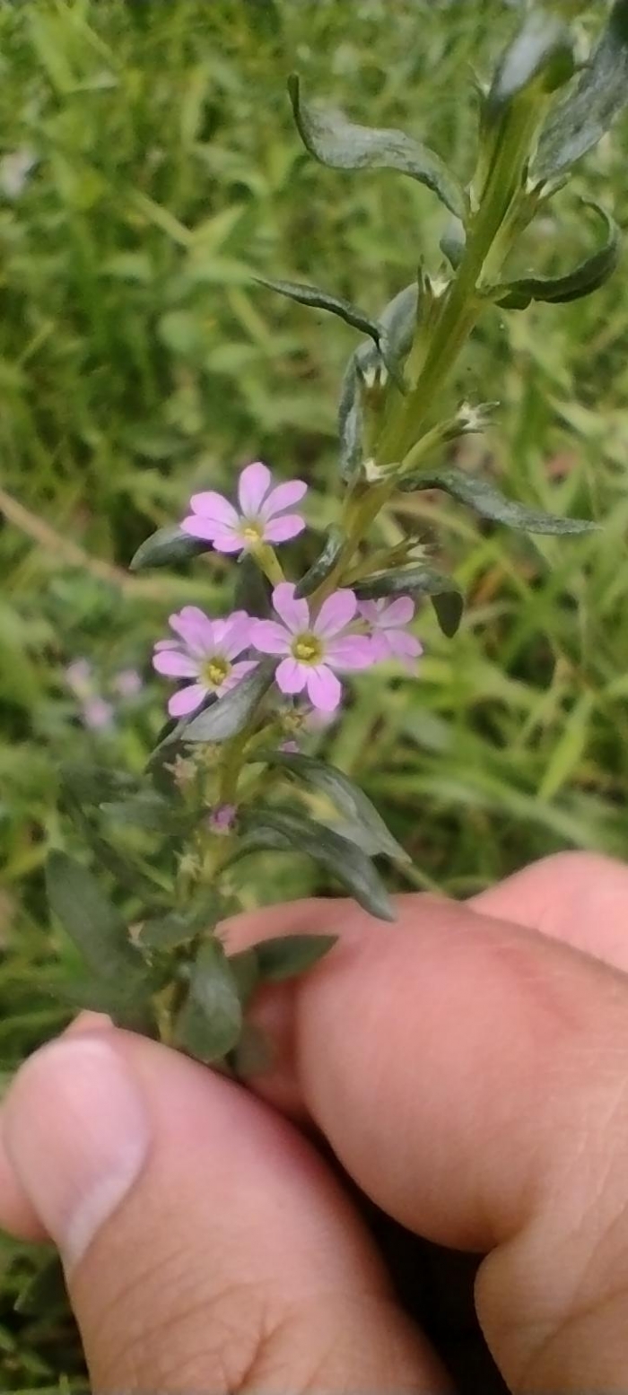 Lythrum hyssopifolia