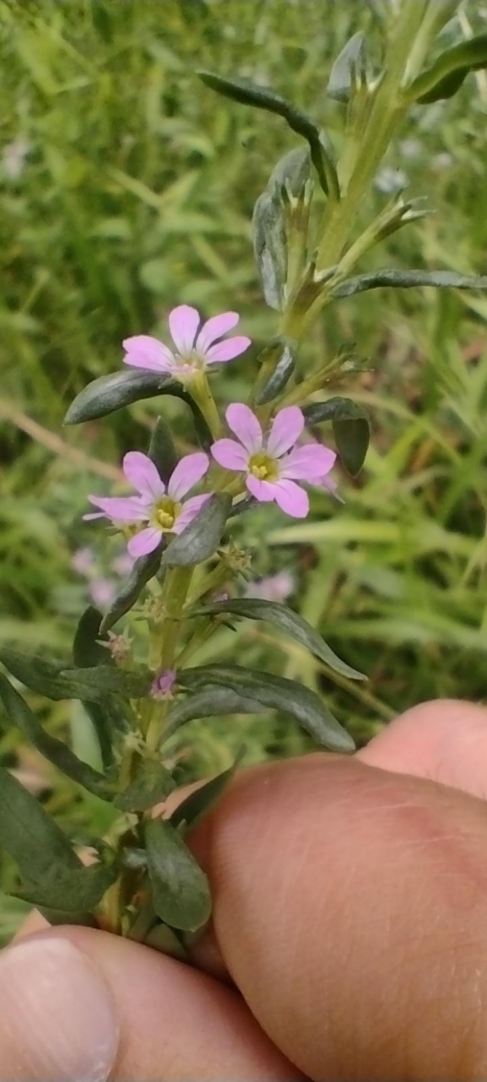 Lythrum hyssopifolia
