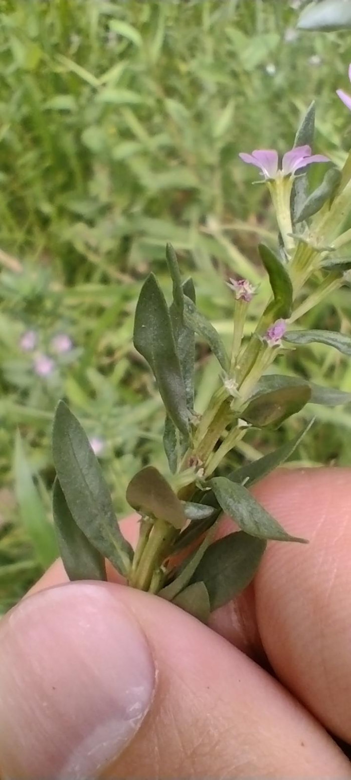 Lythrum hyssopifolia