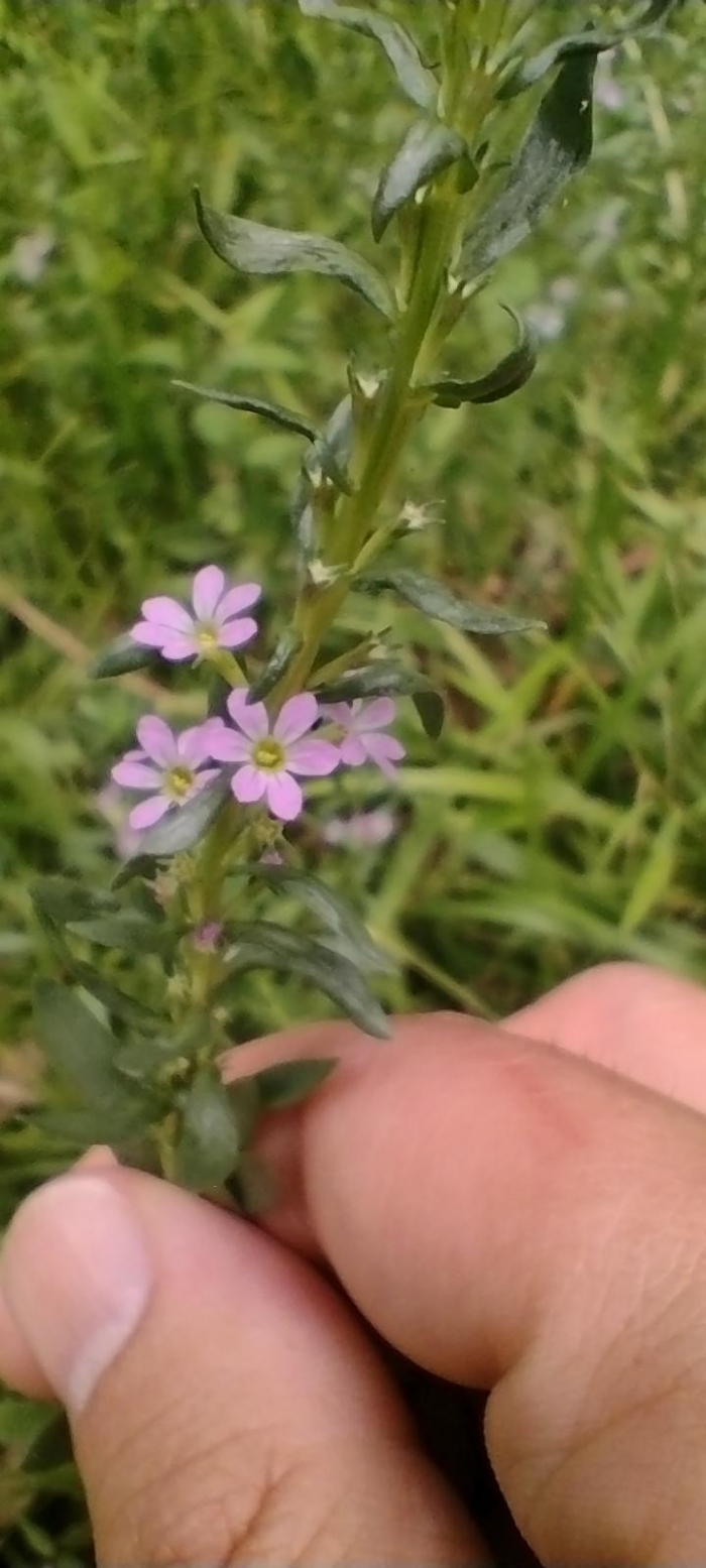 Lythrum hyssopifolia