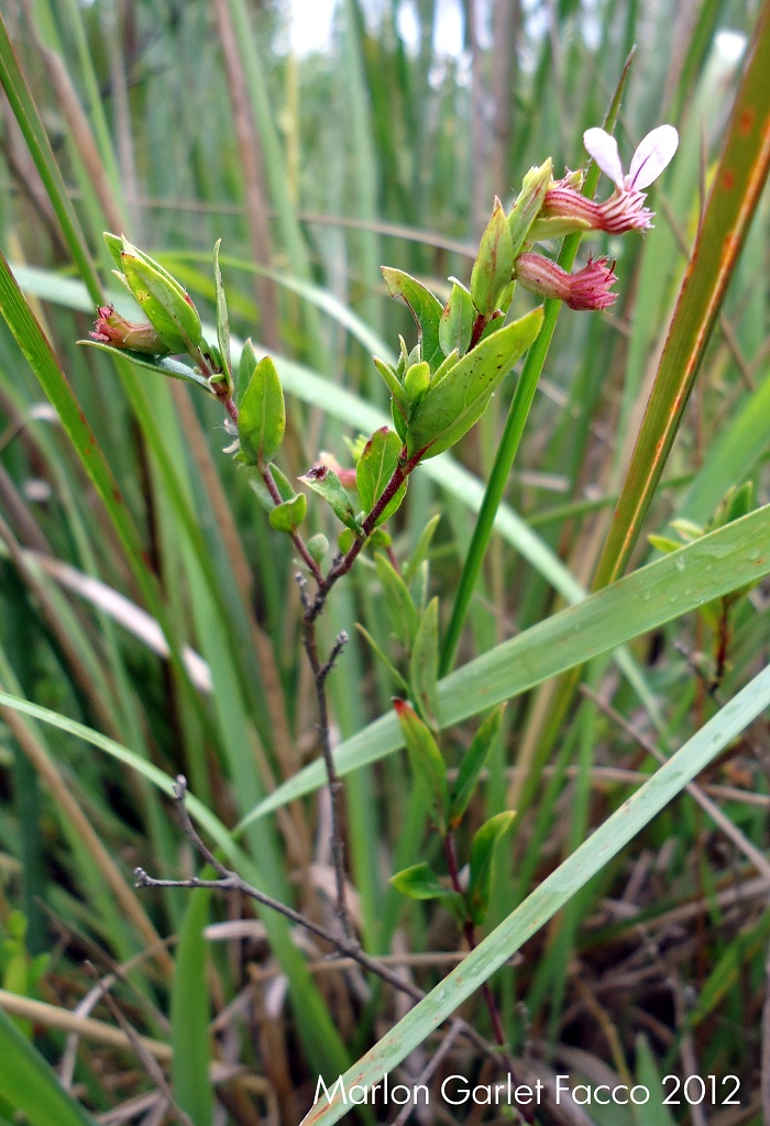 Cuphea urbaniana