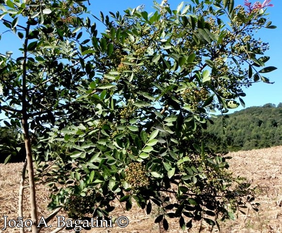 Schinus terebinthifolius