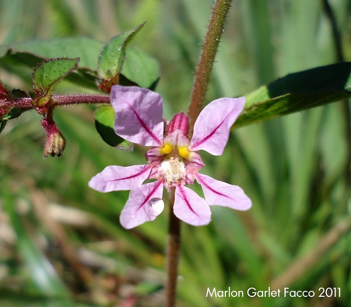 Cuphea tuberosa