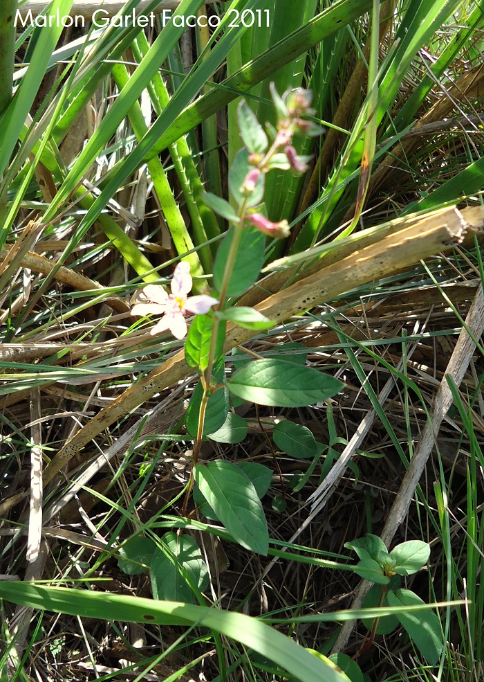 Cuphea tuberosa