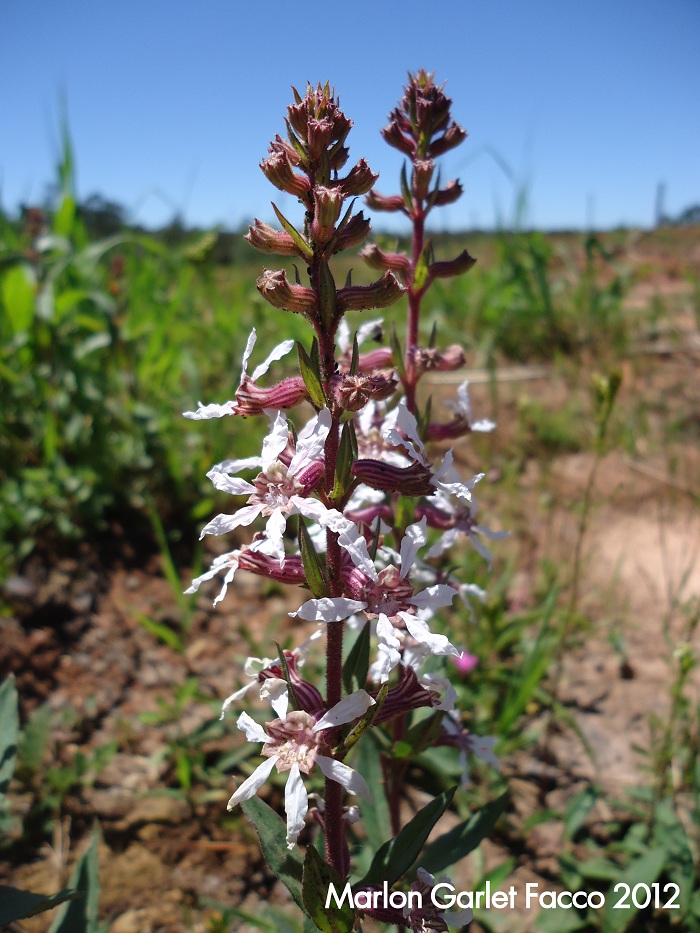 Cuphea lysimachioides